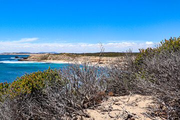 Beach Side Vegetation