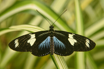 Cydno longwing butterfly (Heliconius cydno), Mindo, Ecuador