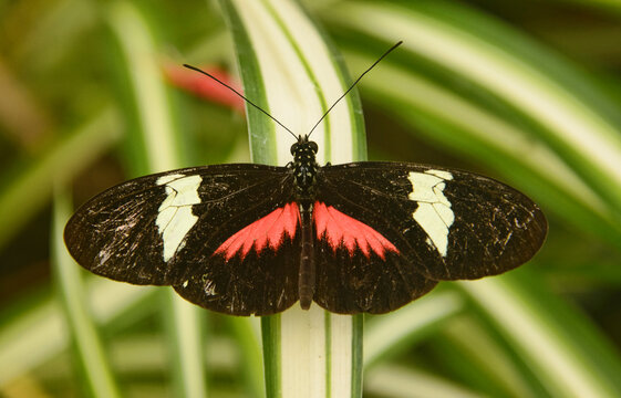 Cattleheart butterfly (Parides arcas) drinking nectar, Mindo, Ecuador