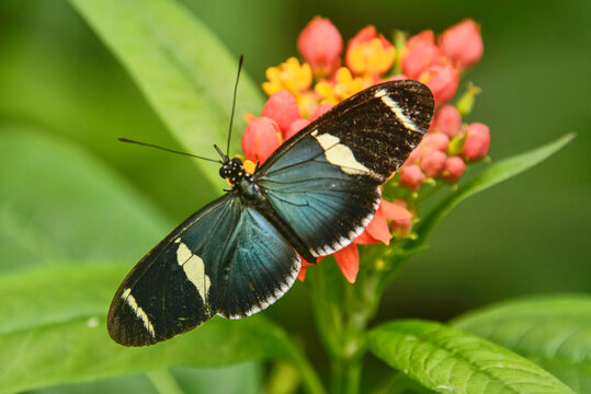 Cydno longwing butterfly (Heliconius cydno), Mindo, Ecuador