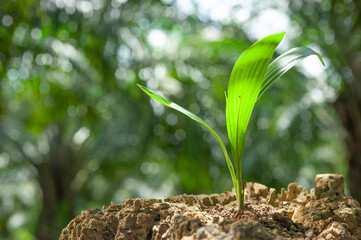 Young palm oil seedling in soil on blurred background