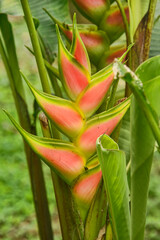 Heliconia bihai (red palulu), Mindo, Ecuador