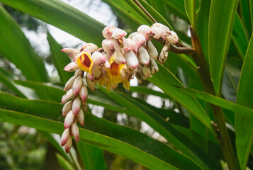 Ginger flowers (Zingiberidae), Mindo, Ecuador