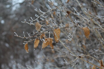 ice on the branches