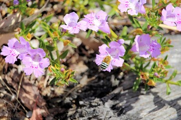 Blue Banded Bee (Amegilla cingulata) hovering at Snakebush flower, South Australia