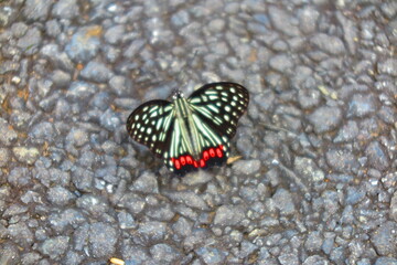 Fototapeta na wymiar 道端にとまる蝶の風景2