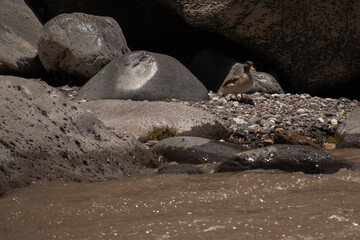 Photo of a duck on alert on the rocks at the edge of a river.  With space for text