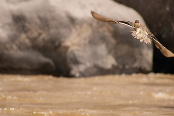 photo of a duck flying over a river with a rock in the background