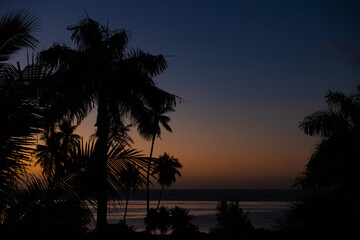 Obraz premium Palm Tree silhouette on tropical island Moorea at night