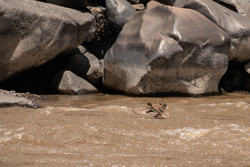 photo of a duck flying over a river with a rock in the background