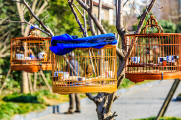 Bird cage hanging on the tree in the park
