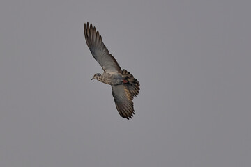 Rock Pigeon isolated on sky