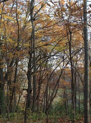 autumn in the forest