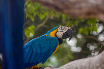 blue macaw standing on a tree.