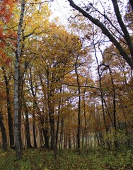 autumn in the forest