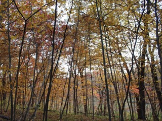 autumn in the forest