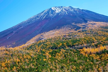 Top of Mount Fuji and yellow pine trees in autumn
