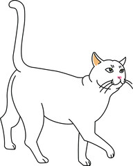 見上げて歩く白猫