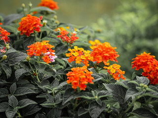 red and yellow flowers