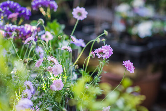 Closeup of potted purple sweet scabious under the sunlight with a blurry background