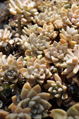 group of Pachyphytum plants