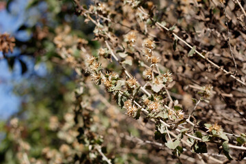 White mature pappus achene head fruit of California Brickellbush, Brickellia Californica, Asteraceae, native evergreen shrub in Franklin Canyon Park, Santa Monica Mountains, Transverse Ranges, Autumn.