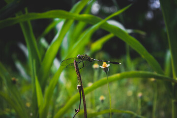 dragonfly on a green grass