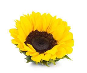 Sunflower with leaves isolated on white background.