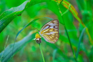 butterfly on a flower