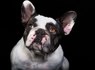 Fototapeta premium Cão