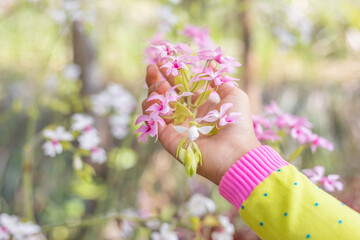 Dendrobium orchids in female hands
