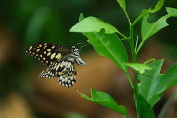 butterfly on a leaf