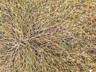 The grass branches of the trees spread out to form rafts on the ground. nature background.