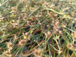 The grass branches of the trees spread out to form rafts on the ground. nature background.