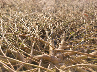The grass branches of the trees spread out to form rafts on the ground. nature background.