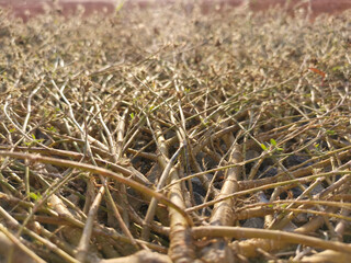 The grass branches of the trees spread out to form rafts on the ground. nature background.
