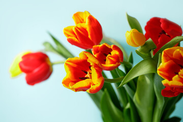 Yellow red tulip flowers bouquet on blue background, copy space. Banner for seasonal holiday, springtime concept, International Woman day 8 march, Happy Easter greeting flyer, invitation, traditional