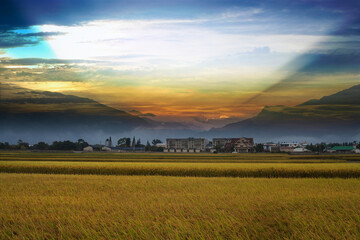 Fototapeta premium Beautiful green rice fields covered by morning mist and mountain in the background
