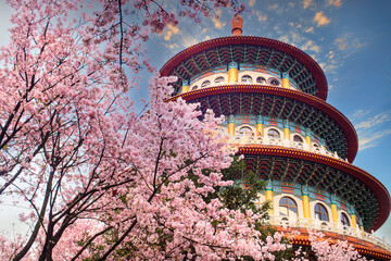Sakura cherry blossom at Tianyuan temple, Taipei, Taiwan