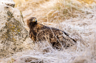 Golden Eagle flying in autumn landscape