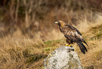 Golden Eagle flying in autumn landscape