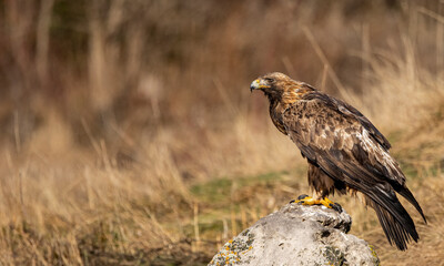 Golden Eagle flying in autumn landscape
