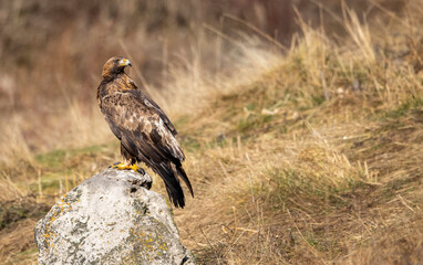 Golden Eagle flying in autumn landscape