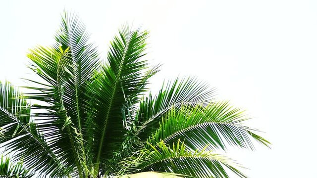 coconut palm tree leaves swaying on white sky background
