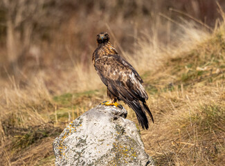 Golden Eagle flying in autumn landscape