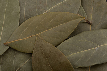 Dry Bay leaves isolated on black background.