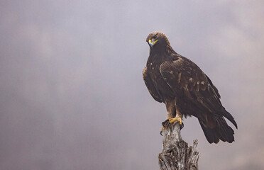 Fototapeta premium Golden Eagle flying in autumn landscape
