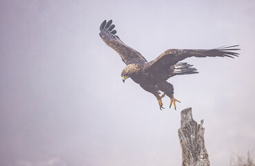 Golden Eagle flying in autumn landscape