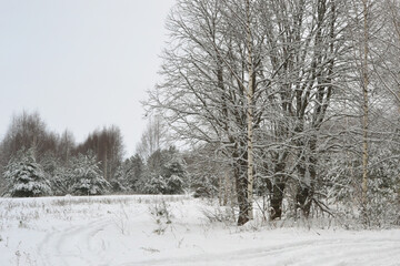 Fototapeta premium Forest covered by snow in Winter Landscape