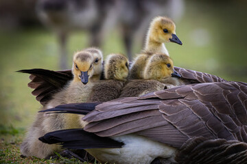 Gosling, Canadian Goose, Protective Mother, Down, Spring Babies, Bird, Goose, Young, Fluffy, Feather, Springtime